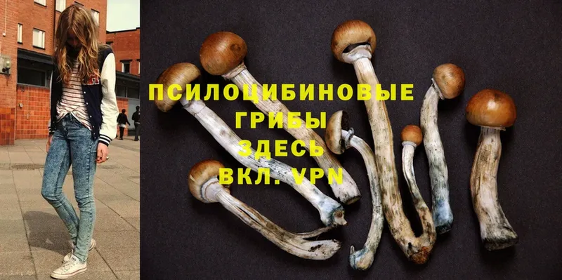 сайты даркнета как зайти  Нахабино  Галлюциногенные грибы Magic Shrooms  ссылка на мегу ССЫЛКА 